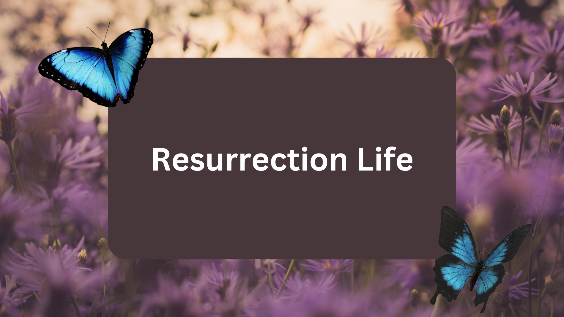 Resurrection Life